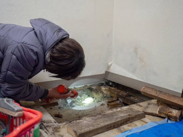 Best Black Mold Removal  in Denver City, TX