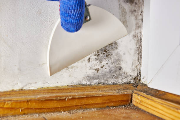 Trusted Denver City, TX Mold Removal Experts